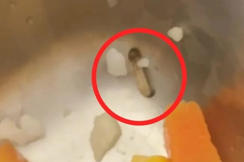 SPPG Tegaskan Ulat di Sayur MBG Siswa MAN 3 Makassar Tidak Berbahaya