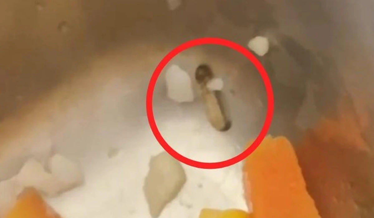 SPPG-Tegaskan-Ulat-di-Sayur-MBG-Siswa-MAN-3-Makassar-Tidak-Berbahaya