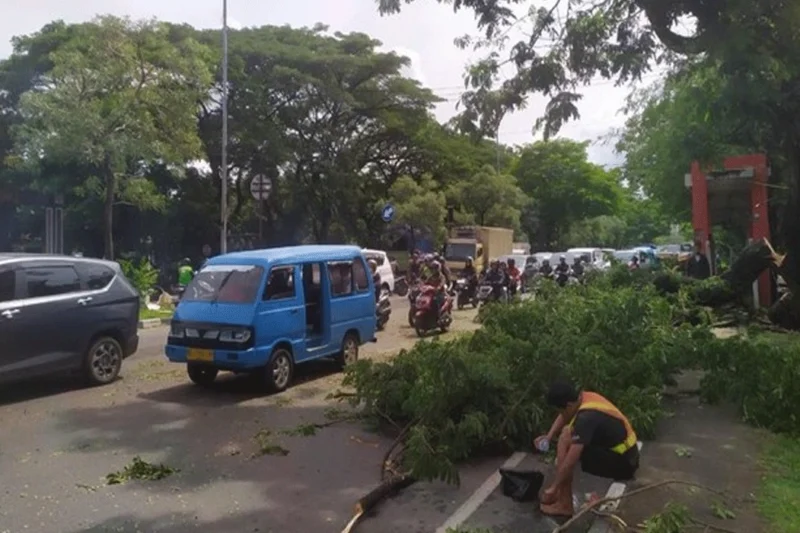 Pemangkasan Pohon di Jalan Urip Sumoharjo Picu Macet di Makassar