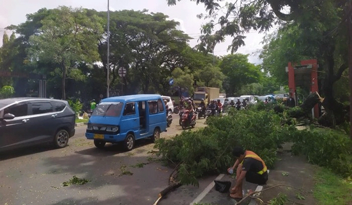 Pemangkasan Pohon di Jalan Urip Sumoharjo Picu Macet di Makassar